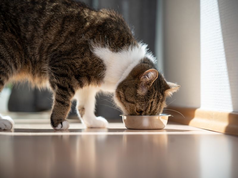 A pet eating from a bowl, illustrating a guide to automatic feeders
