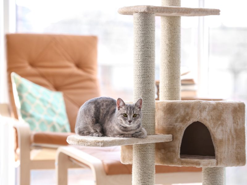 A cat relaxing on a cat tree in an apartment