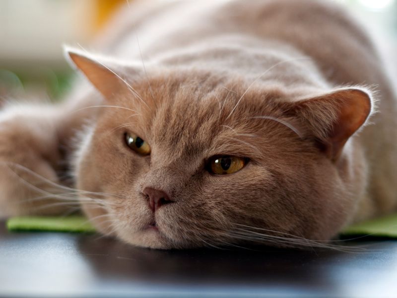 A calm British Shorthair cat