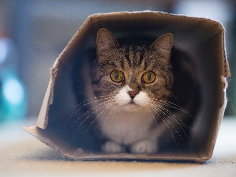 A cat hiding in a cardboard box, which can be a sign of low mood