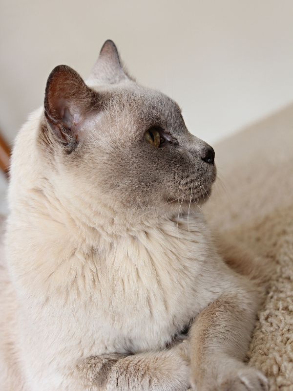 A content lilac Burmese cat