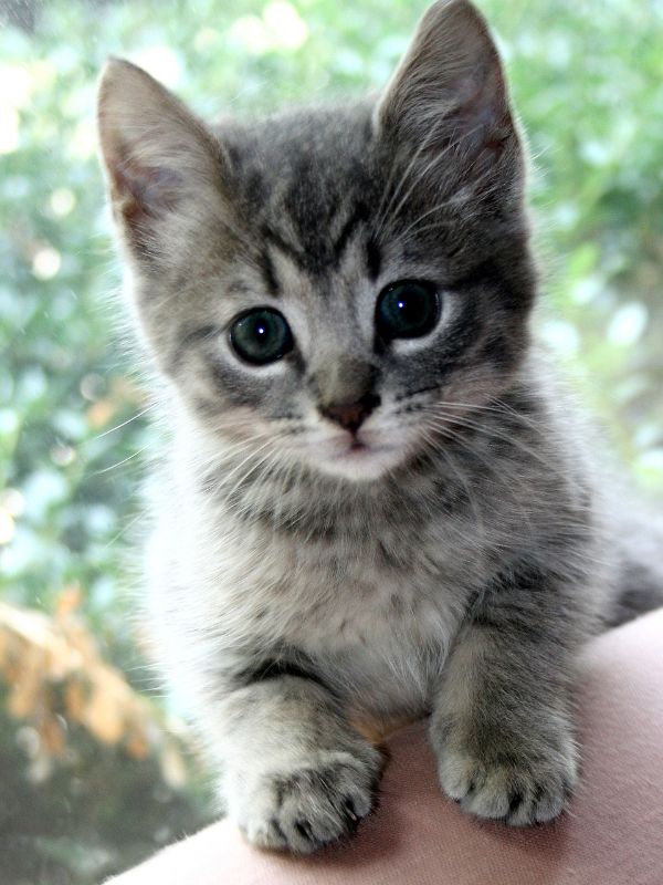 A silver tabby kitten