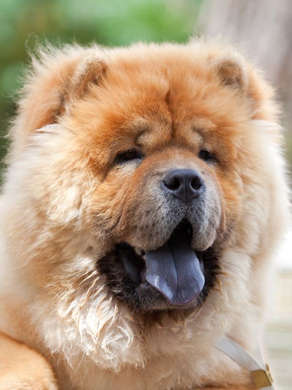 A dog panting in warm weather, illustrating a guide to cooling gear