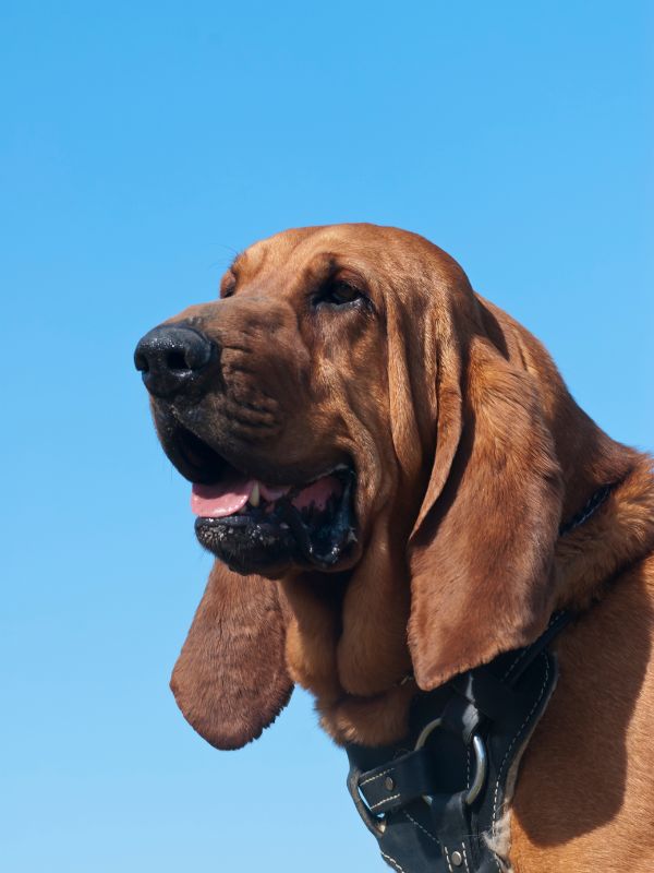 A large dog resting