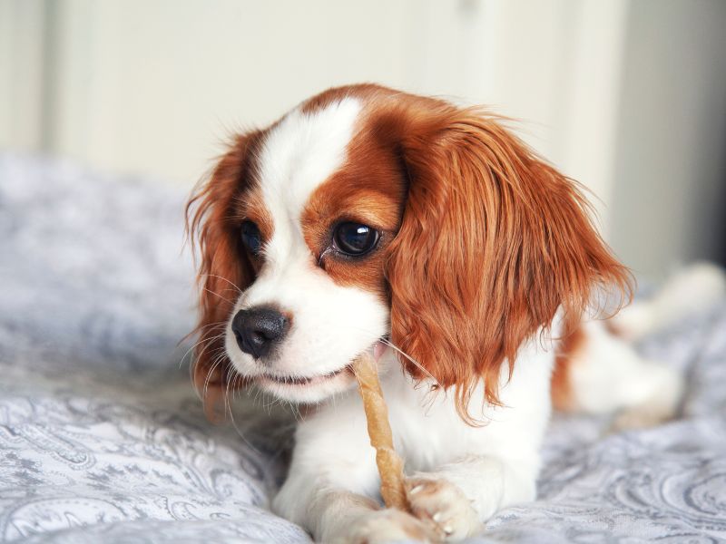 A Cavalier King Charles Spaniel, a good apartment dog
