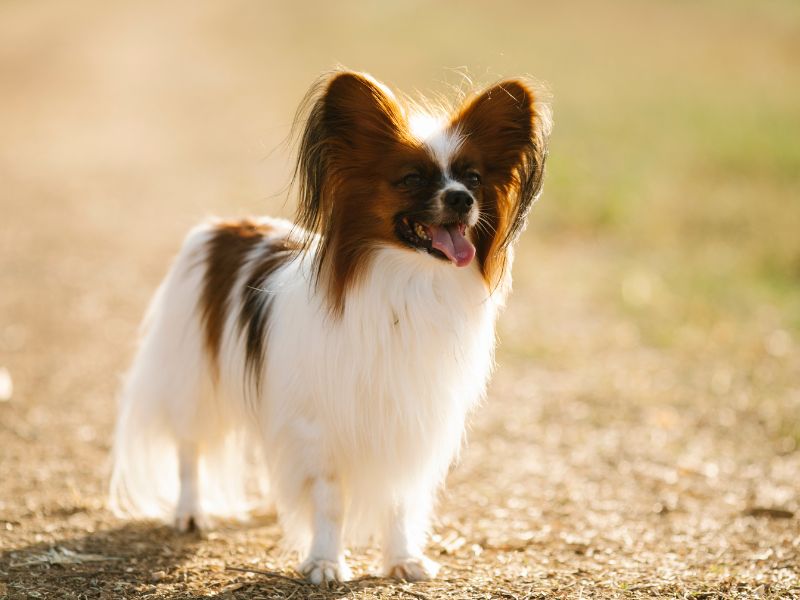 A dog standing outdoors in a warm climate