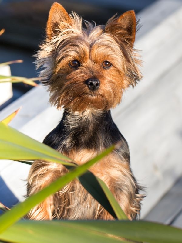A small dog with a toy