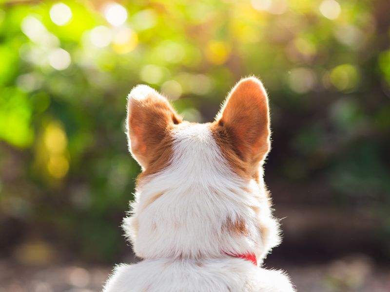 A friendly family dog outdoors