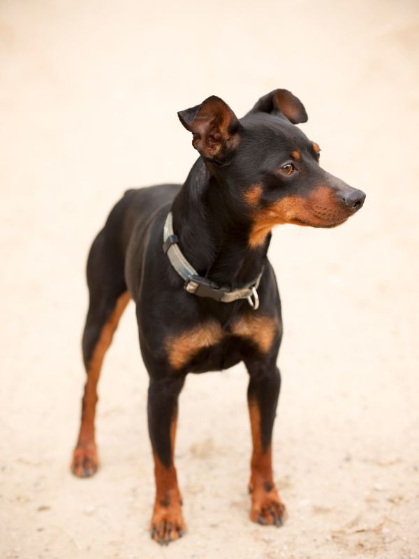 A friendly small dog standing