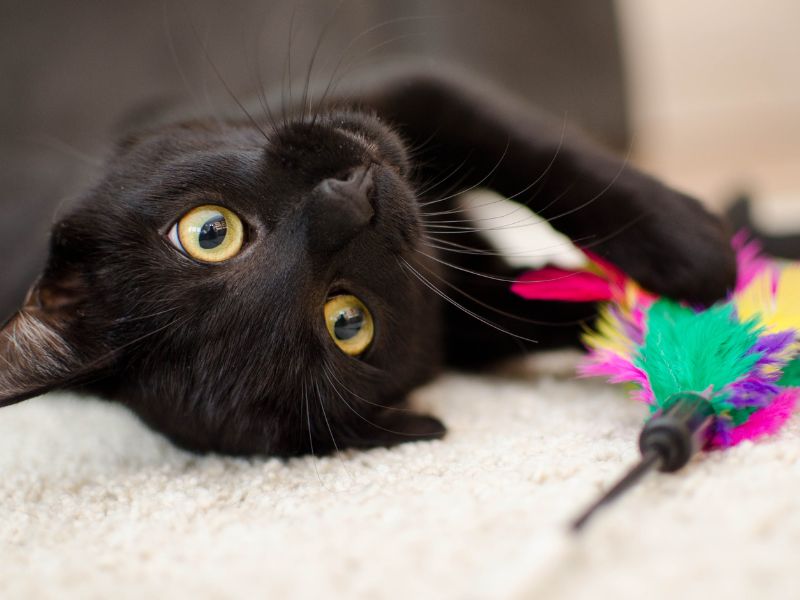 A black cat playing, illustrating a guide to fleas in cats