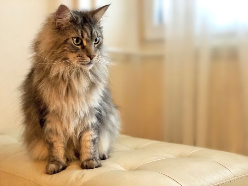 A long-haired Maine Coon cat that sheds