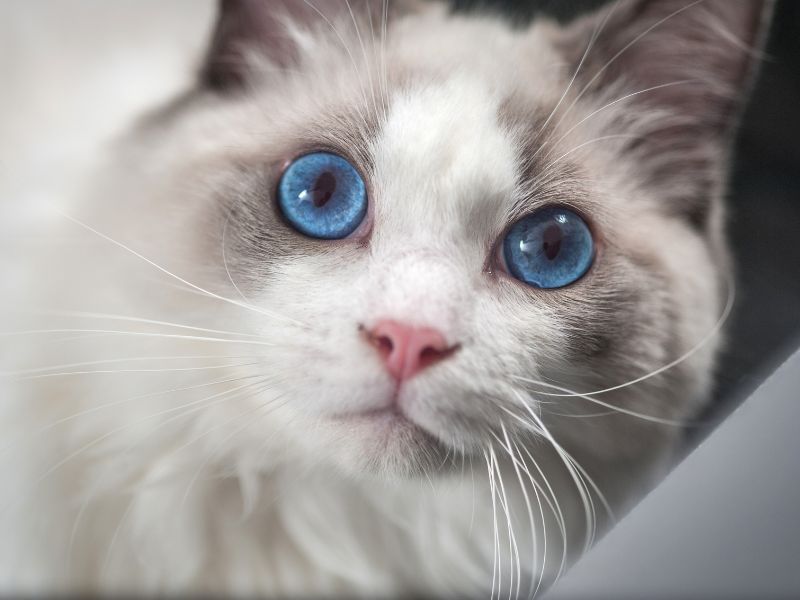 A Ragdoll cat with blue eyes