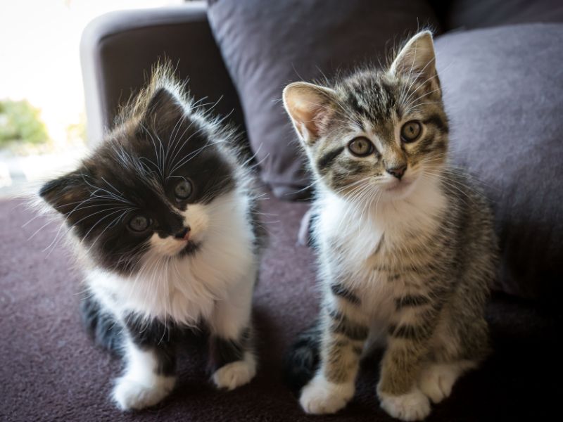 Two kittens together