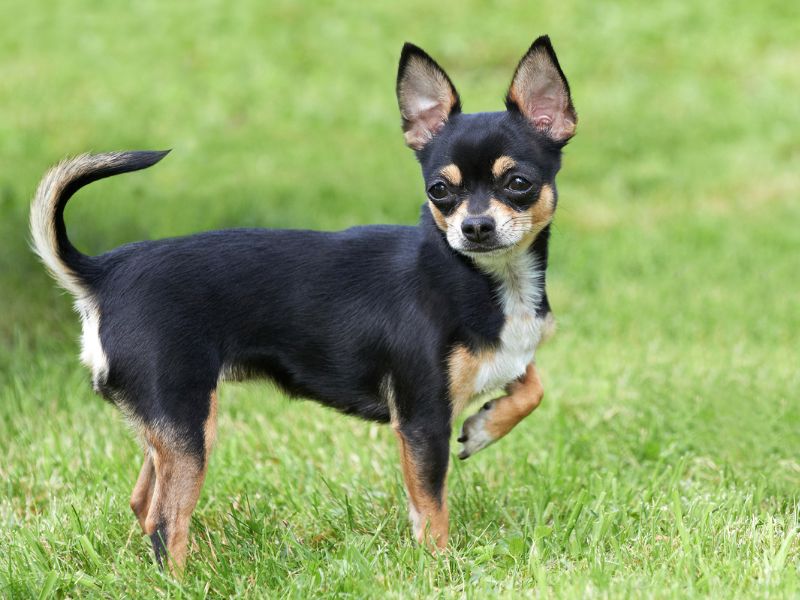 A small dog, illustrating introducing dogs and cats