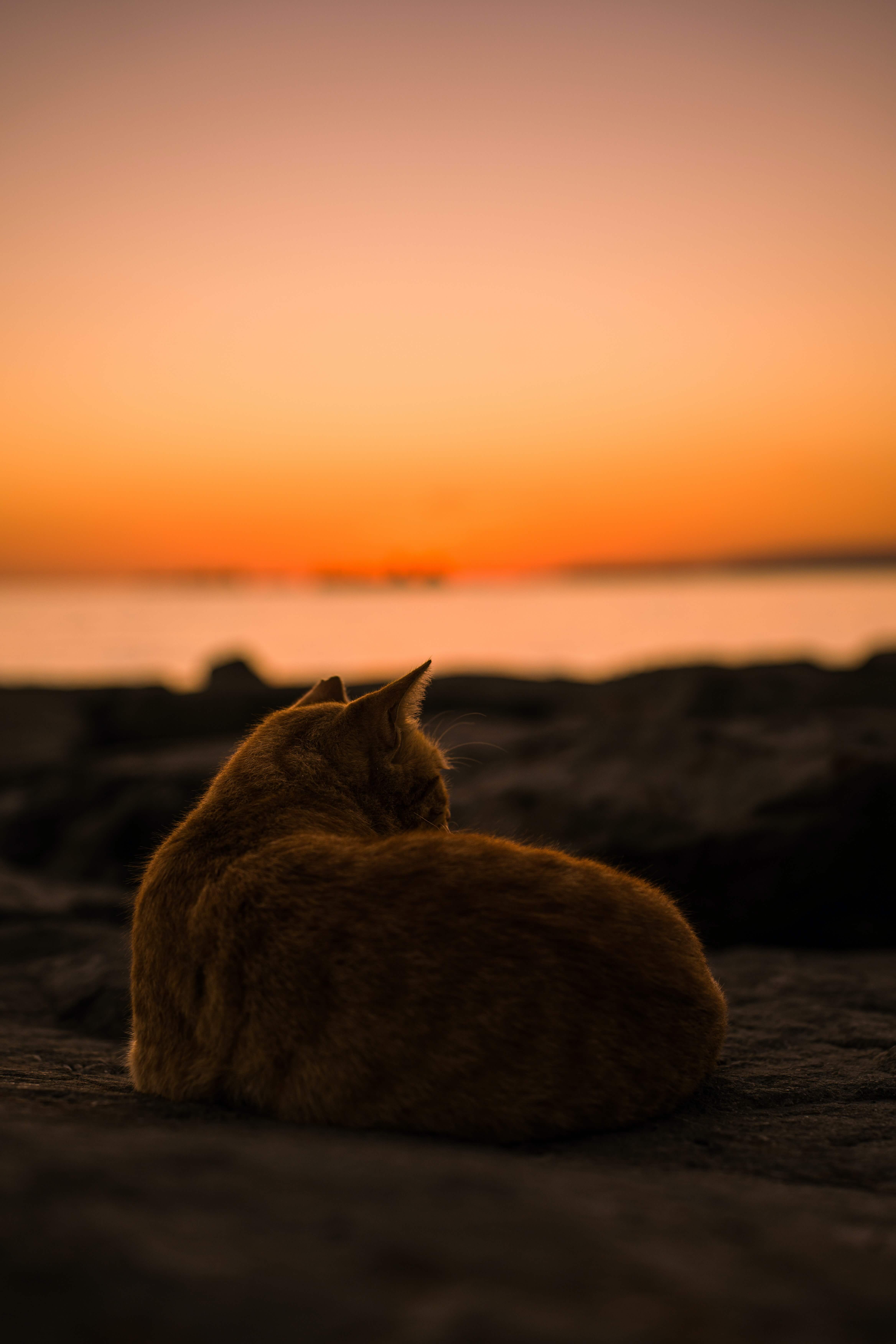 A cat staying cool indoors during the Dubai summer