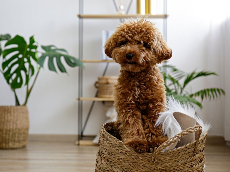 A young apricot poodle puppy