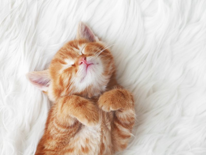 A sleeping ginger kitten