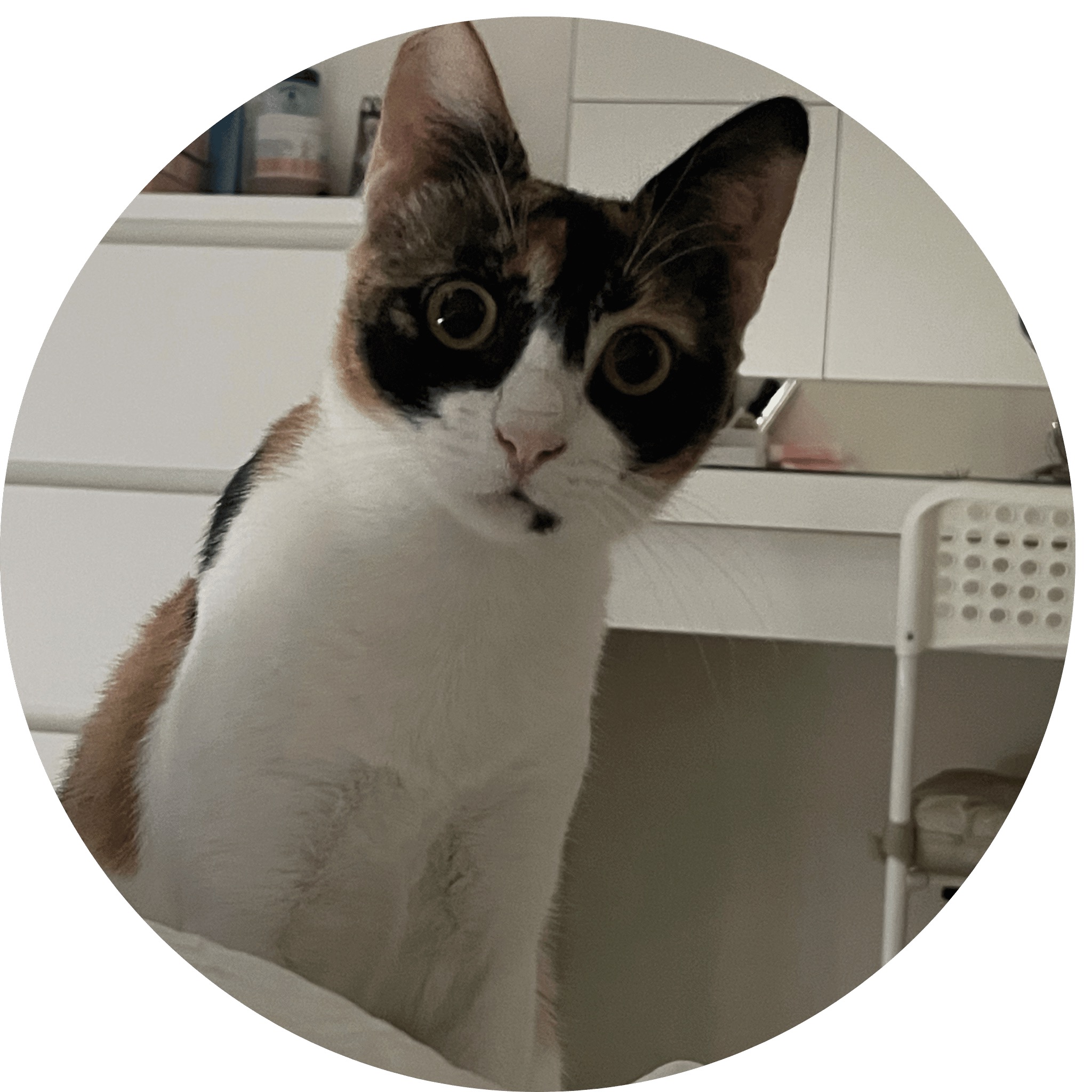 A street cat in Dubai looking for a home