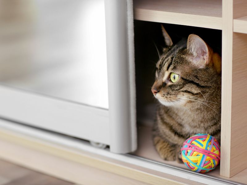 A cat indoors near a carrier